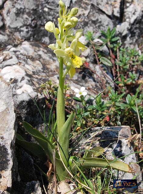 orchis pauciflora.JPG